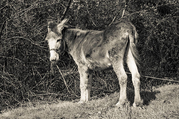 istock Donkey standing on a farm ground in Spain 585620508