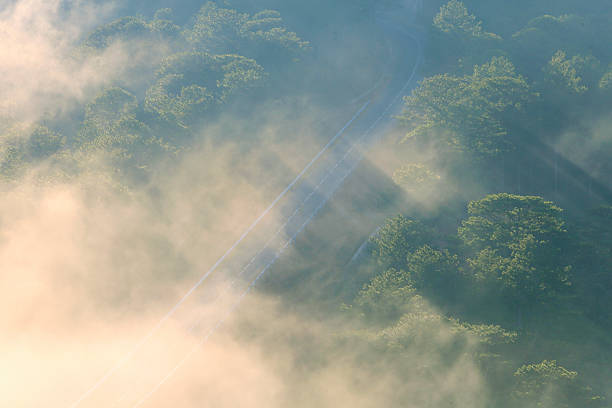 istock sun shine through forest make beautiful sun ray at dawn 585621956