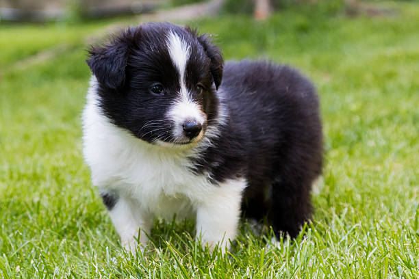 Shetland shepard puppy stock photo