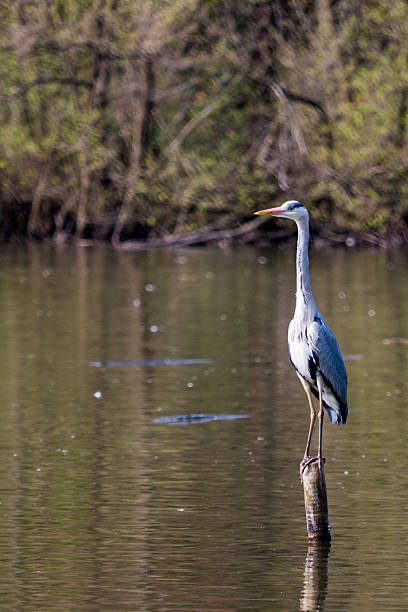 Heron on a wooden pole stock photo