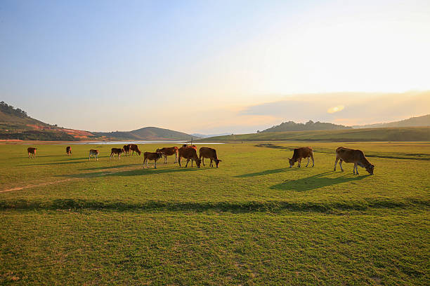 istock horses on green meadow in summer 585622998