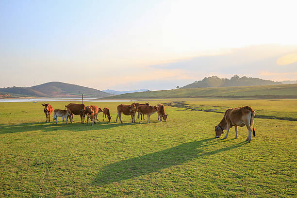 istock horses on green meadow in summer 585623154