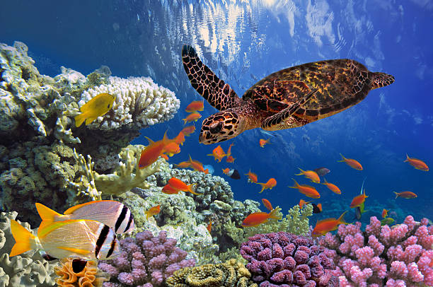 Turtle - Eretmochelys imbricata floats under water. Red Sea, Egypt