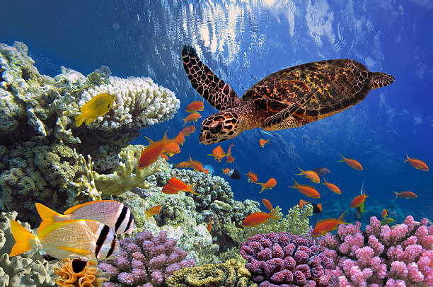 Turtle - Eretmochelys imbricata floats under water Turtle - Eretmochelys imbricata floats under water. Red Sea, Egypt dahab photos stock pictures, royalty-free photos & images