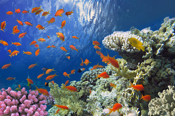 istock Reef with a variety of hard and soft corals 585623520