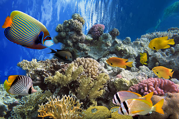 istock Tropical fish and Hard corals in the Red Sea, Egypt 585623744