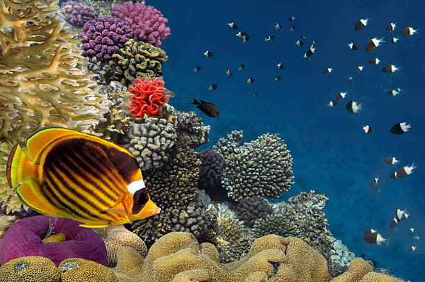 istock Coral reef with soft and hard corals 585623828