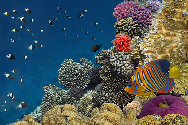 istock Coral reef with soft and hard corals 585623862