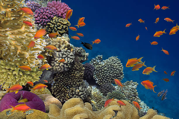 istock Coral reef with soft and hard corals 585623896