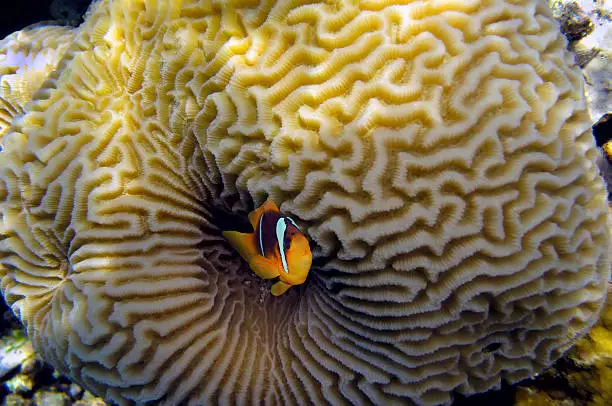 Beautiful intricate pattern of a brain-coral (Platygyra lamellina)