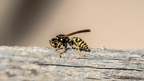 istock wasp on a wood piece 585623986