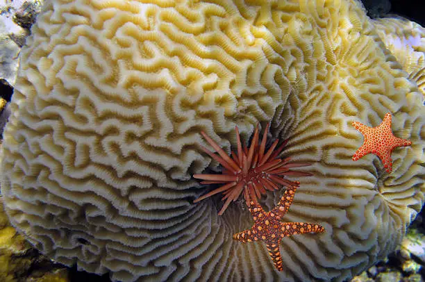 Beautiful intricate pattern of a brain-coral (Platygyra lamellina).