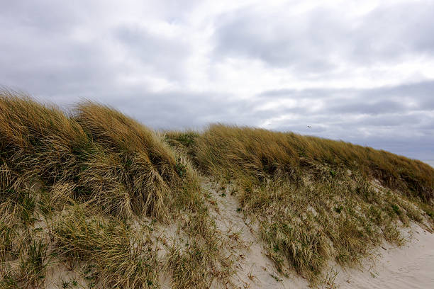 istock Dunes at Wenningstedt / Sylt 585624050