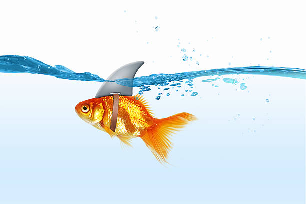 istock Gold fish with shark flip . Mixed media 585624424