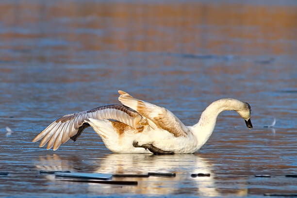 istock juvenile white swan drifting on ice 585624546
