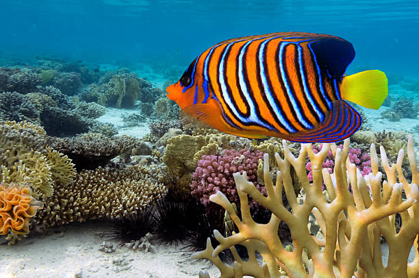 istock Regal Angelfish in the Red Sea, Egypt 585624586
