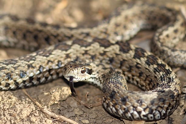 istock male meadow viper ready to strike 585624660
