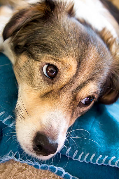 Melancholy Dog stock photo