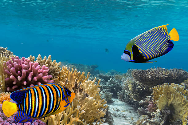 istock Underwater shoot of vivid coral reef 585624752