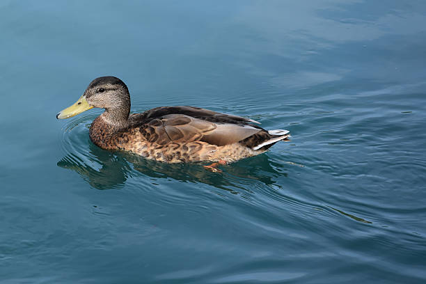 istock Brown duck in a blue lake 585624830