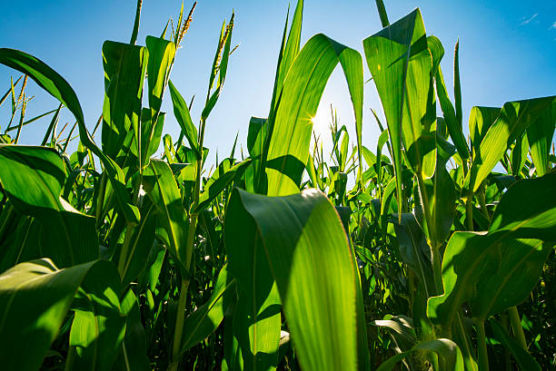 収穫前に成長するアグリビジネスファームフィールド遺伝子組み換えトウモロコシ作物 - corn crop corn genetic modification crop ストックフォトと画像