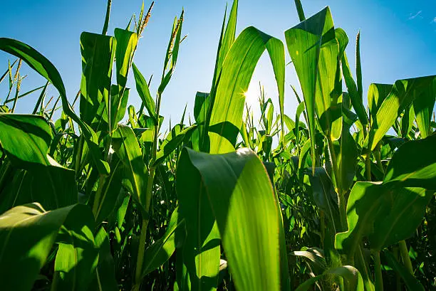 Agribusiness Farm Field of Genetically Modified Corn Crop Growing Before Harvest