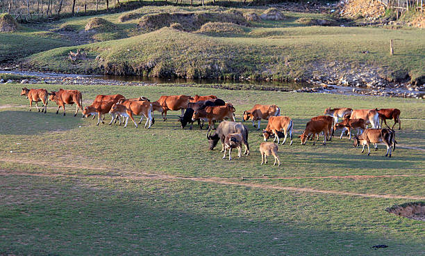 istock Cows drink water on river near green meadow in summer 585625182