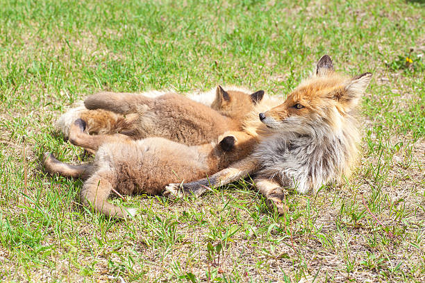 istock Red foxes parent and child 585625348
