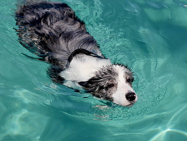 Swimming dog stock photo