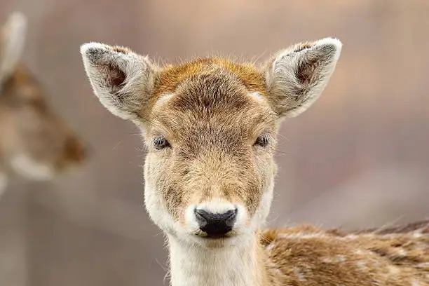 portrait of cute fallow deer hind looking at the camera ( Dama dama )