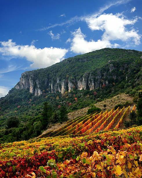 Image of a vineyard with red and yellow colors of autumn, grown high in the mountains