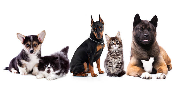 istock Group of dogs and cats 585626134
