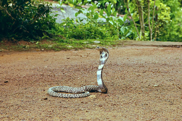 istock King Cobra Ophiophagus hannah 585626262