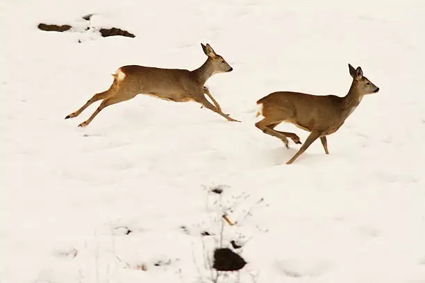 two roe deers running in snow ( Capreolus capreolus )