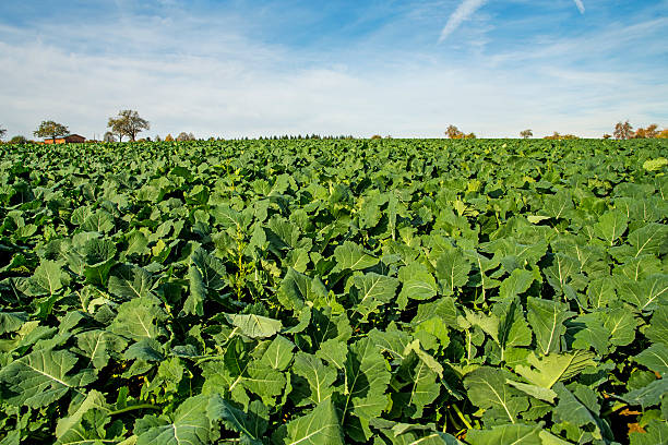istock Oil radish, green manure 585627850