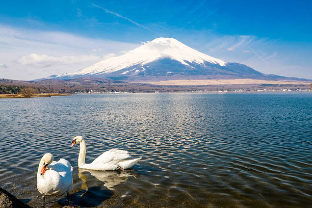 istock Swan by the  mount Fuji 585627998