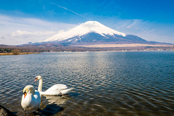 istock Swan by the  mount Fuji 585628032