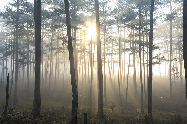 istock Ray, tree, fog and sunlight in morning in forest 585628376