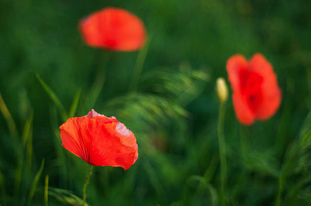 istock Red poppy blooming on field. 585628594