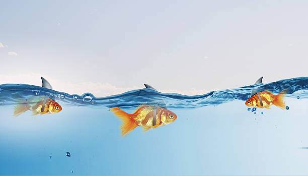 istock Gold fish with shark flip . Mixed media 585629178