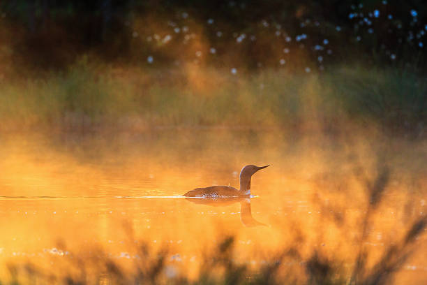 istock Red throated loon in morrning light 585629190