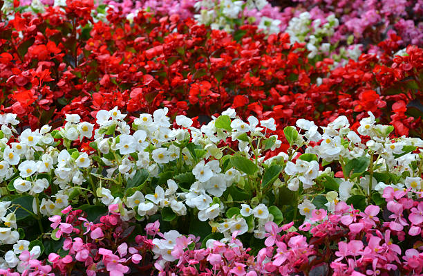 semperflorens begonias - begonia foto e immagini stock