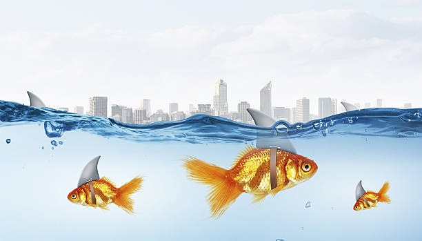 istock Gold fish with shark flip . Mixed media 585763086