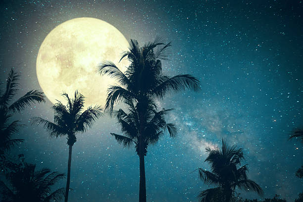 fantasy palm tree Beautiful fantasy palm tree tropical beach with milky way star in night skies, wonderful full moon - Retro style artwork with vintage color tone (Elements of this moon image furnished by NASA) star sky night island stock pictures, royalty-free photos & images