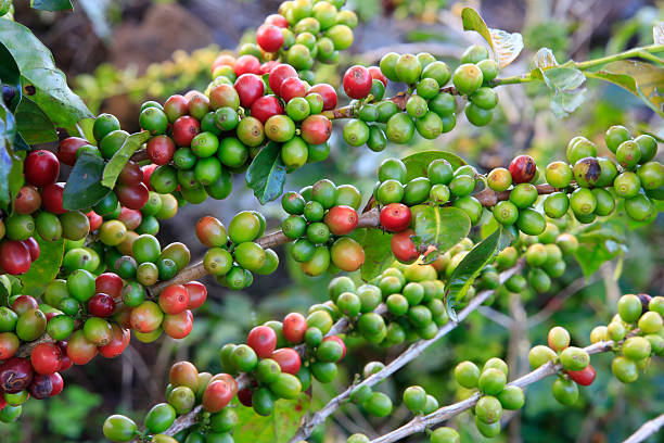 istock Coffee tree with coffee bean on cafe plantation 585763734
