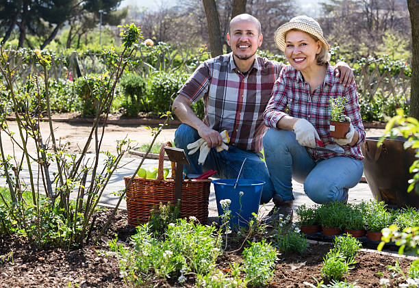 istock Senior couple working in the garden 585764280