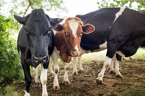 istock Close Up Of Two Cows 585764510