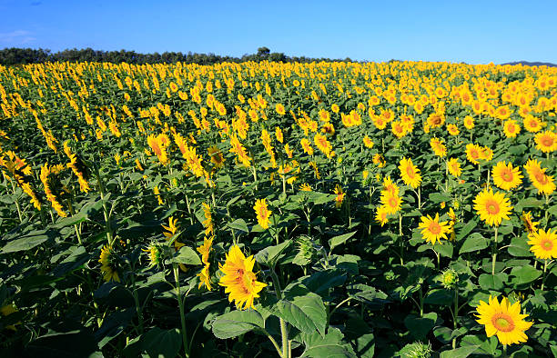 istock sunflower field over cloudy blue sky and bright sun lights 585764790