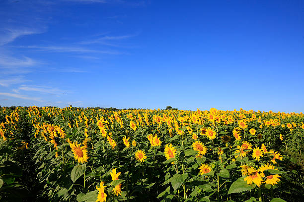istock sunflower field over cloudy blue sky and bright sun lights 585764836