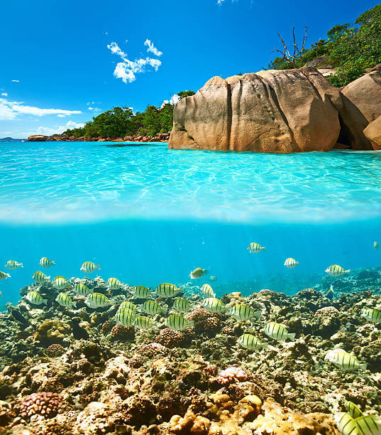 istock Coral reef and fish at Seychelles 585765240